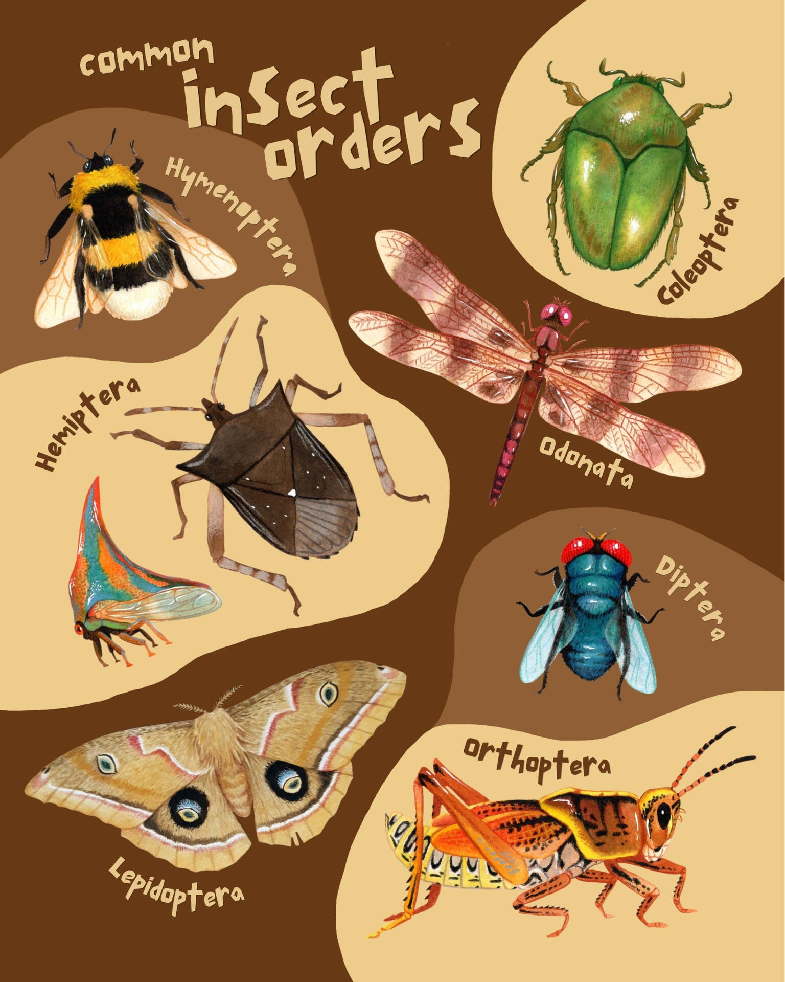 Insect Orders