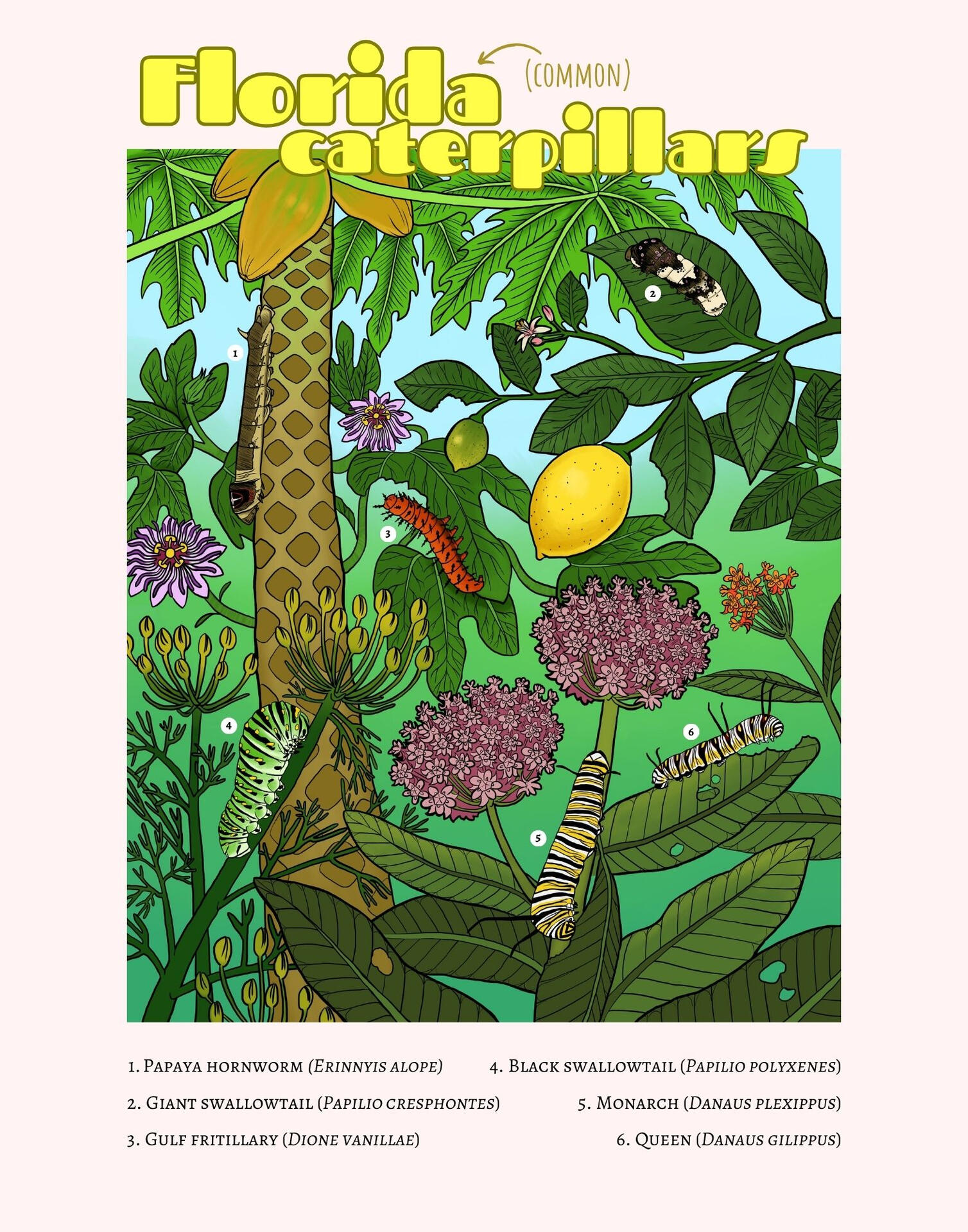 Common Florida Caterpillars