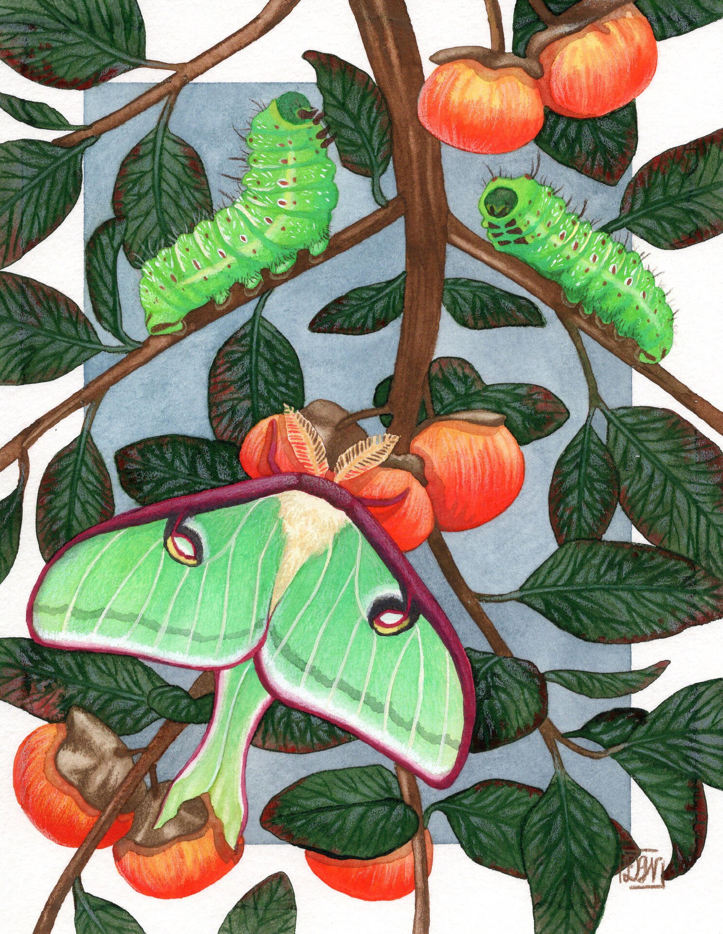 Luna Moth Luna Moth