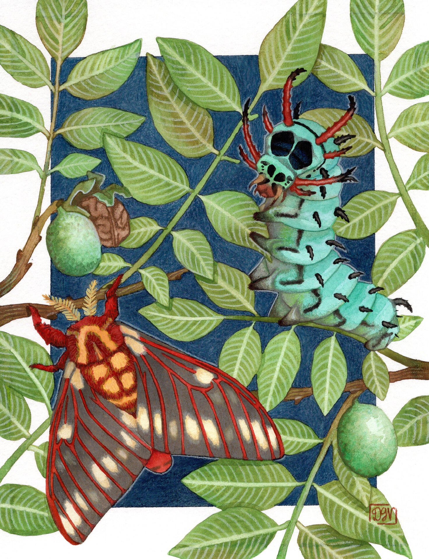 Royal Walnut Moth Royal Walnut Moth