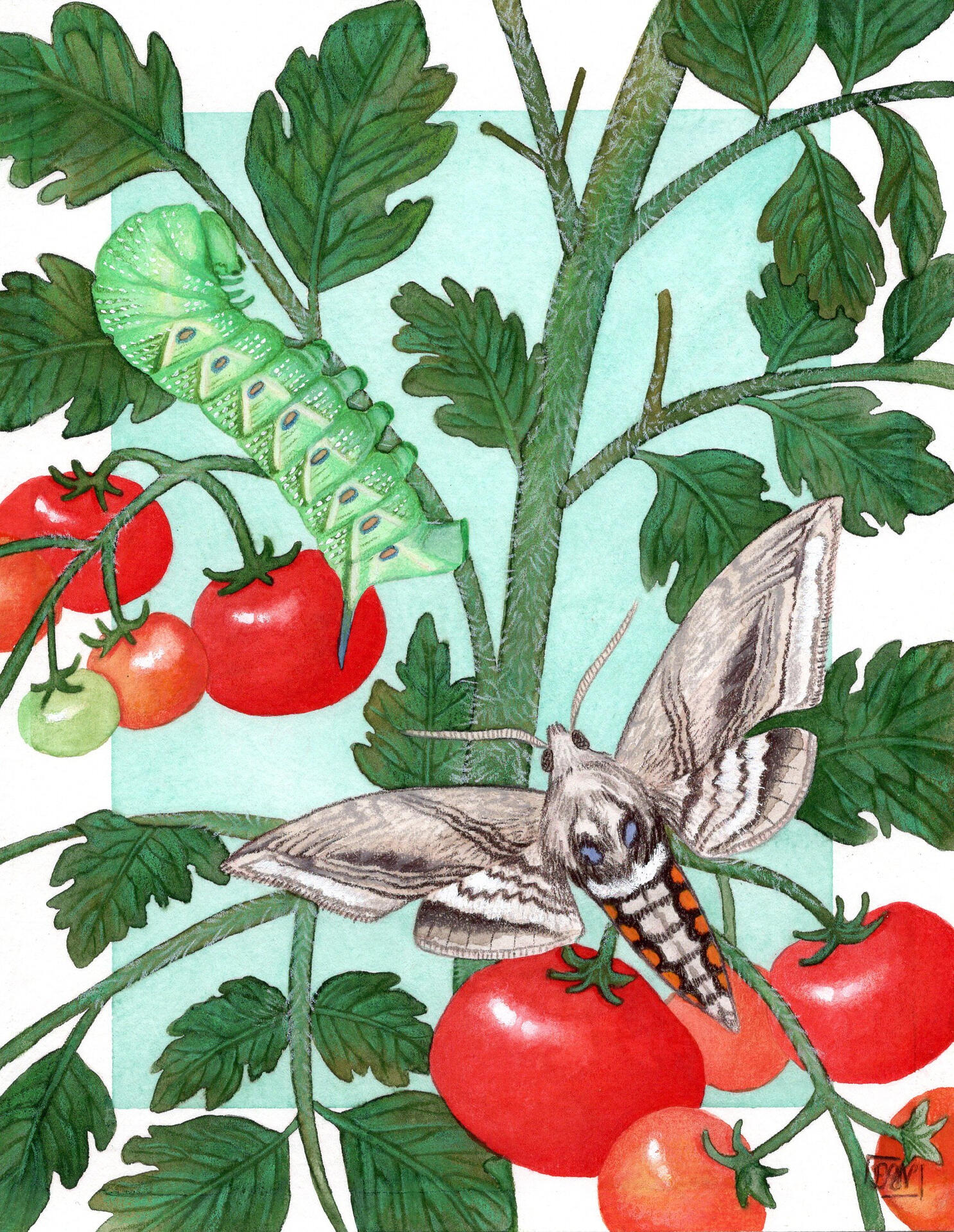 Tomato Hornworm Tomato Hornworm