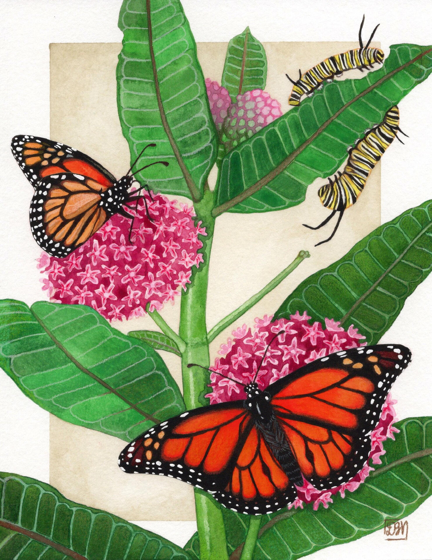Monarchs on milkweed