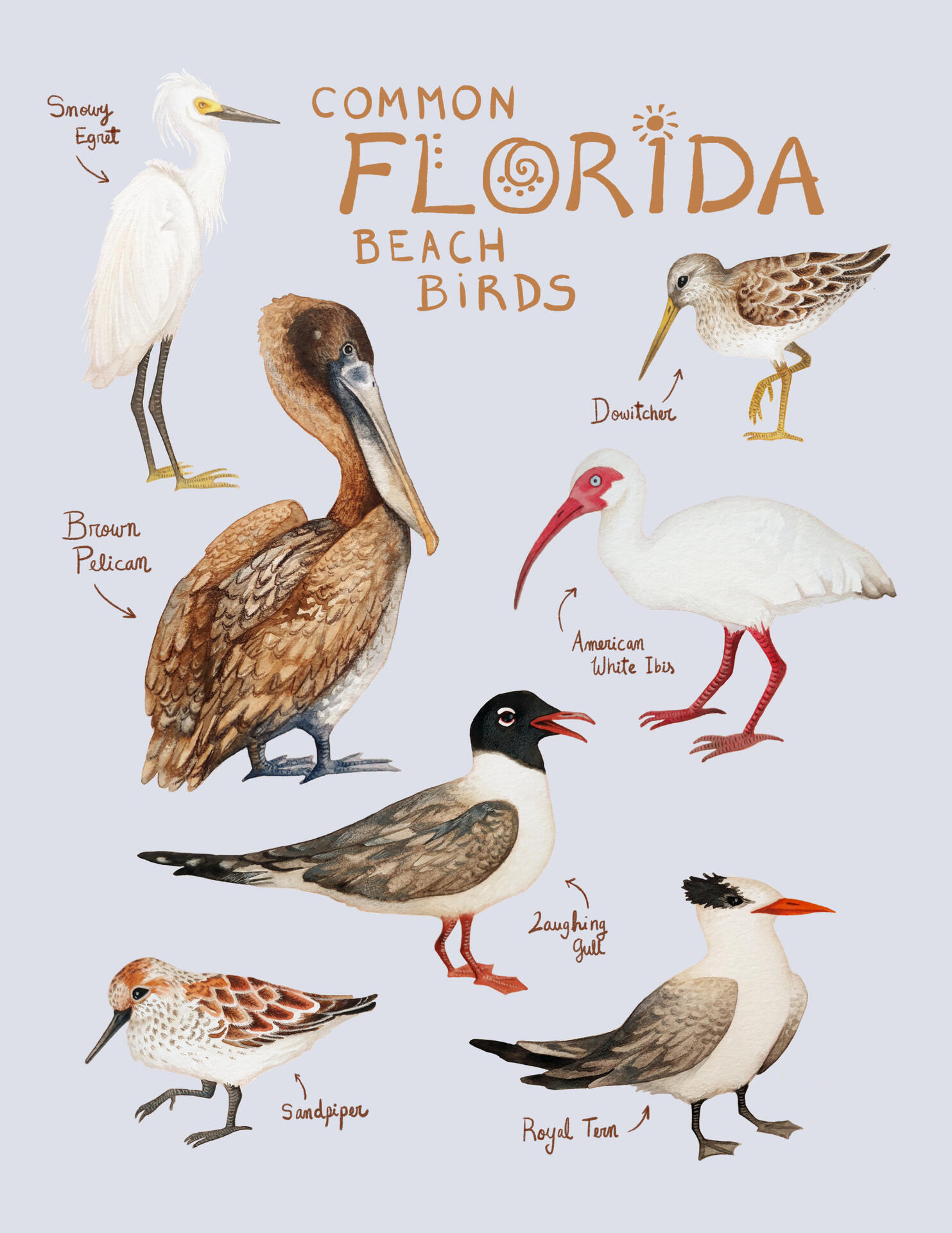 Florida Beach Birds