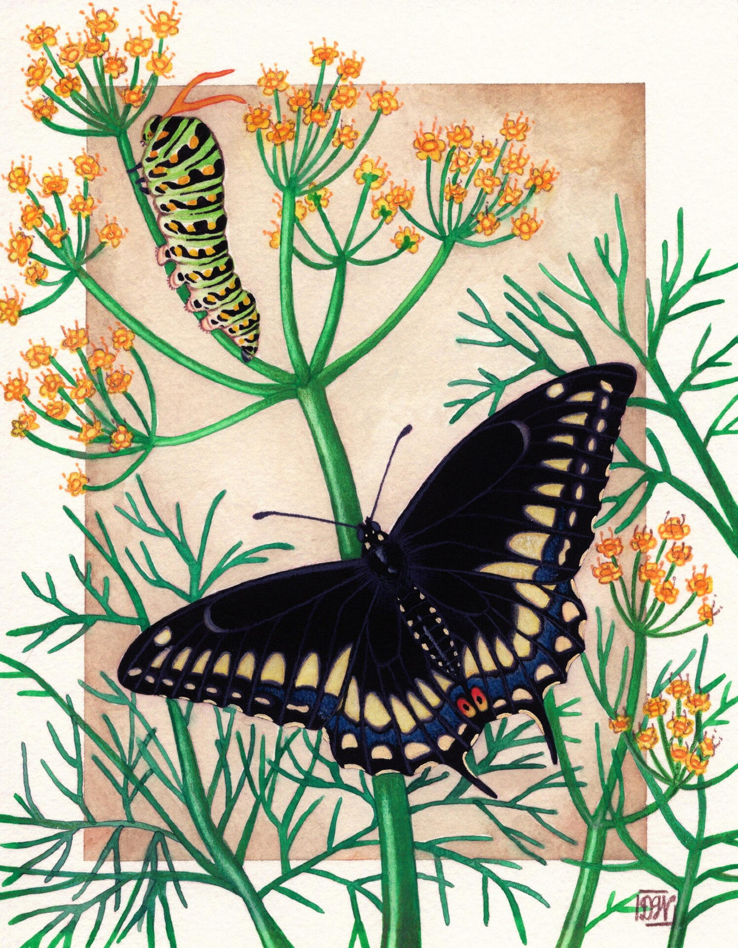 Black Swallowtail and Dill