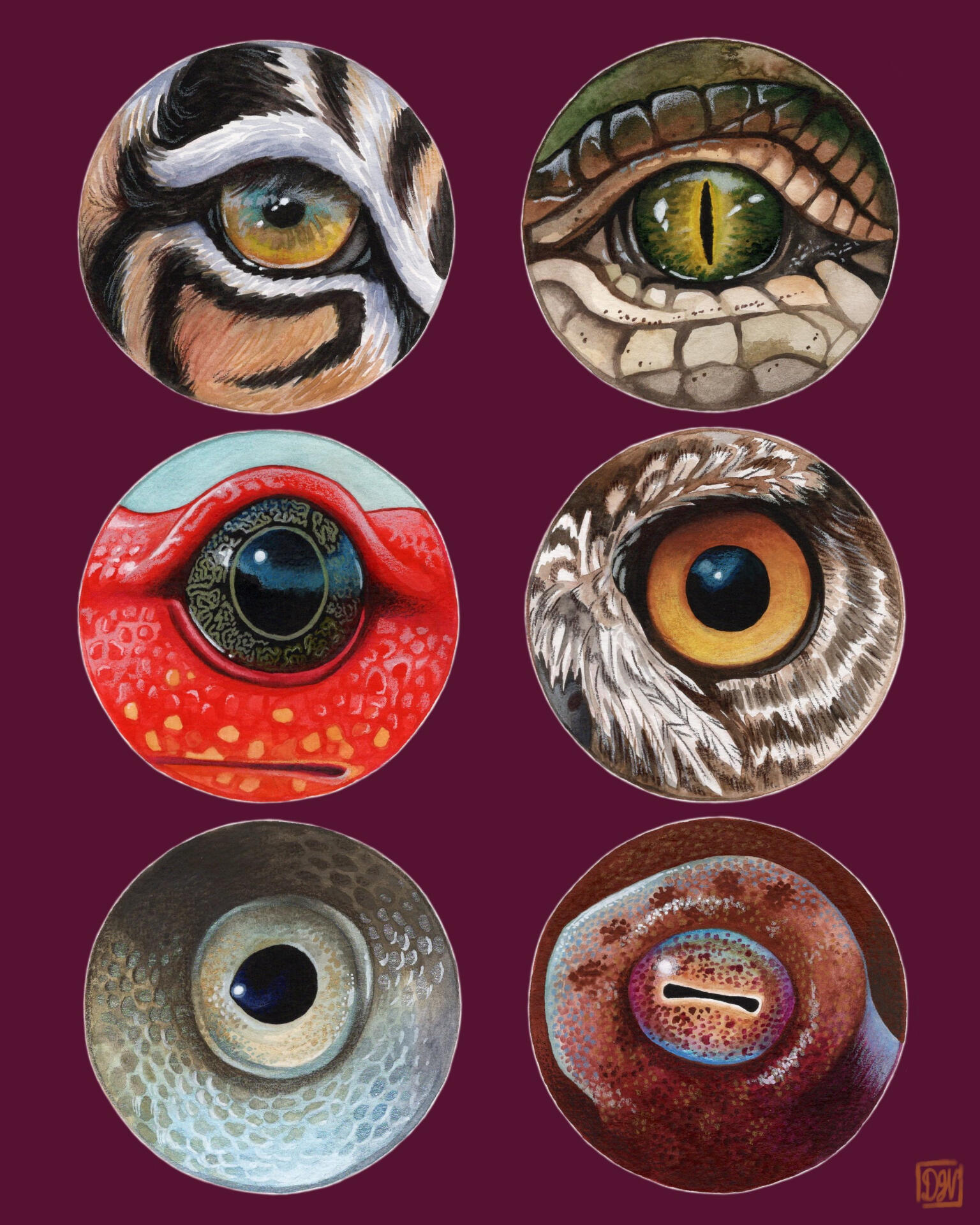 Animal Eyes Study